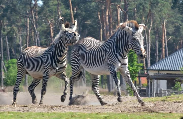 Beekse Bergen Jeep Safari